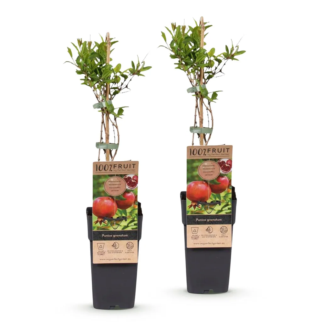 Granatapfel 2er-Set (Punica granatum) – mediterrane Kübelpflanze, Topf-Ø 15 cm, Höhe ca. 50 cm