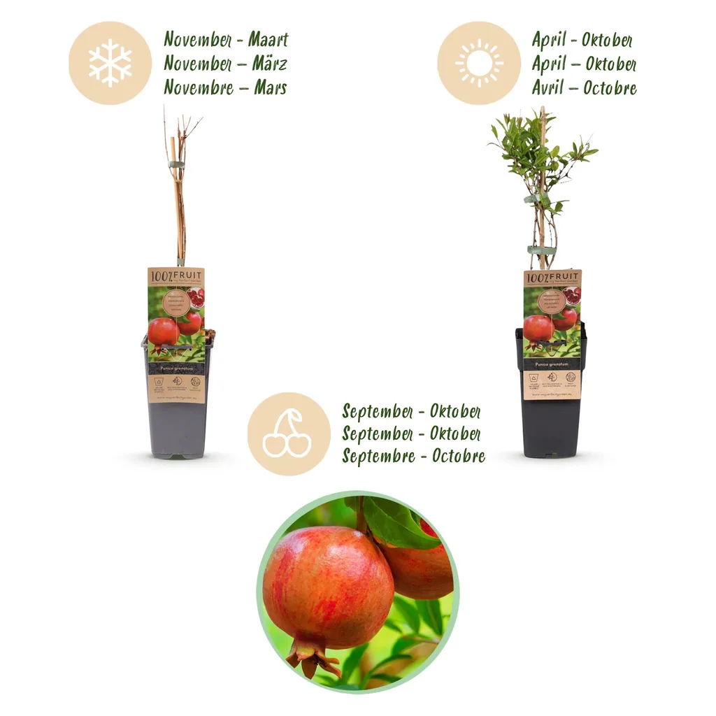 Granatapfel 2er-Set (Punica granatum) – mediterrane Kübelpflanze, Topf-Ø 15 cm, Höhe ca. 50 cm
