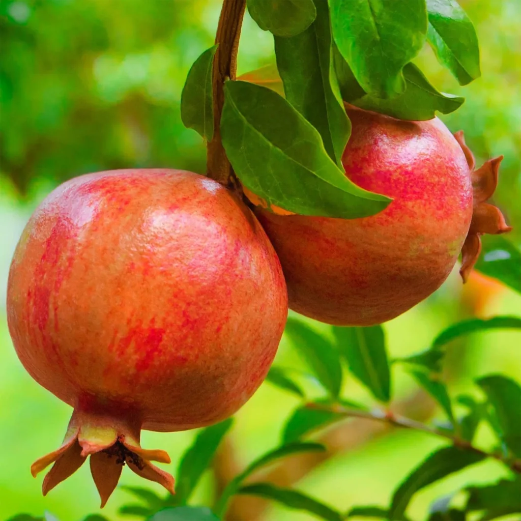 Granatapfel 2er-Set (Punica granatum) – mediterrane Kübelpflanze, Topf-Ø 15 cm, Höhe ca. 50 cm