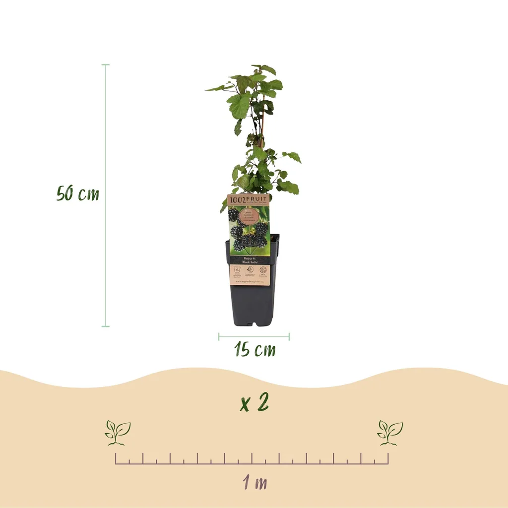 Brombeere 'Black Satin' 2er-Set (Rubus fruticosus) – winterharte Beerenobst-Pflanze, Topf-Ø 15 cm, Höhe ca. 50 cm