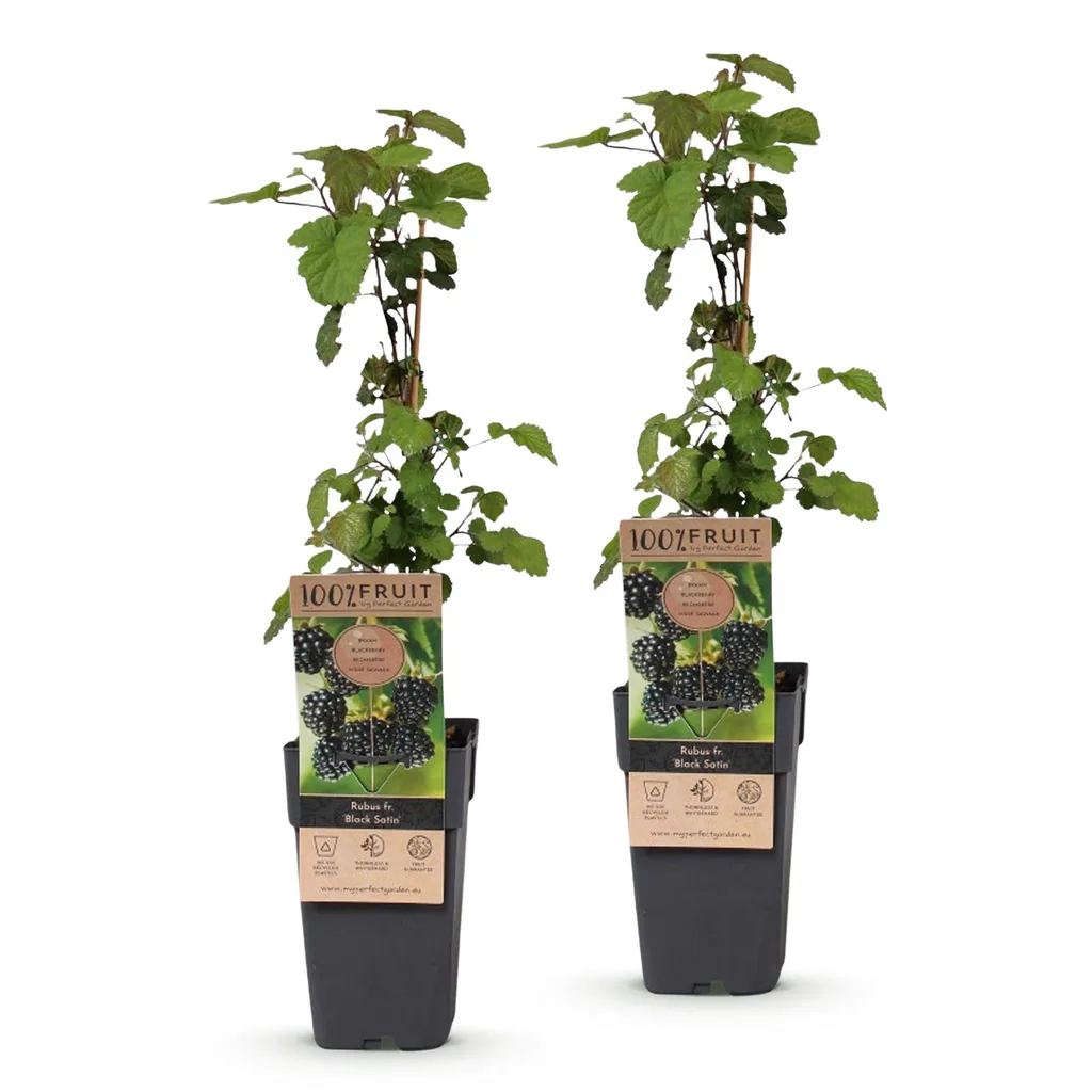 Brombeere 'Black Satin' 2er-Set (Rubus fruticosus) – winterharte Beerenobst-Pflanze, Topf-Ø 15 cm, Höhe ca. 50 cm
