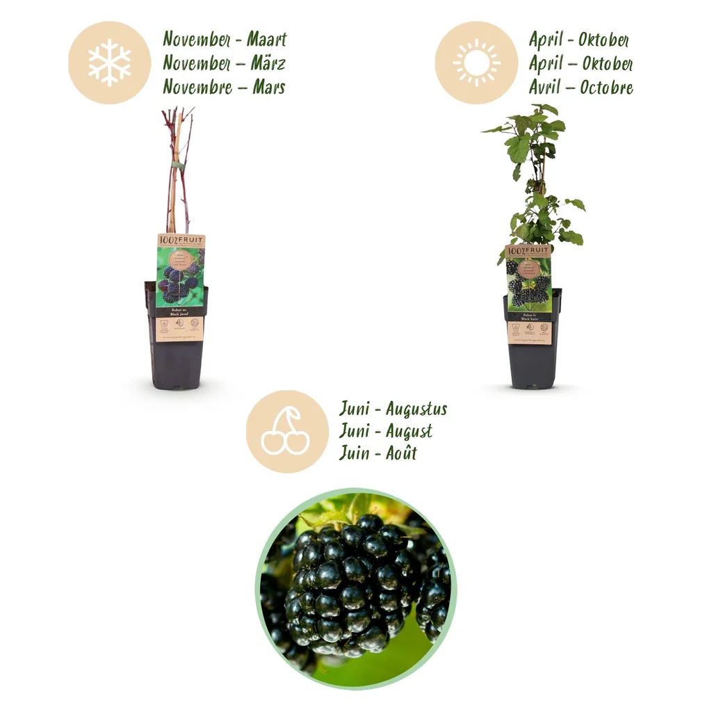 Brombeere 'Black Satin' 2er-Set (Rubus fruticosus) – winterharte Beerenobst-Pflanze, Topf-Ø 15 cm, Höhe ca. 50 cm