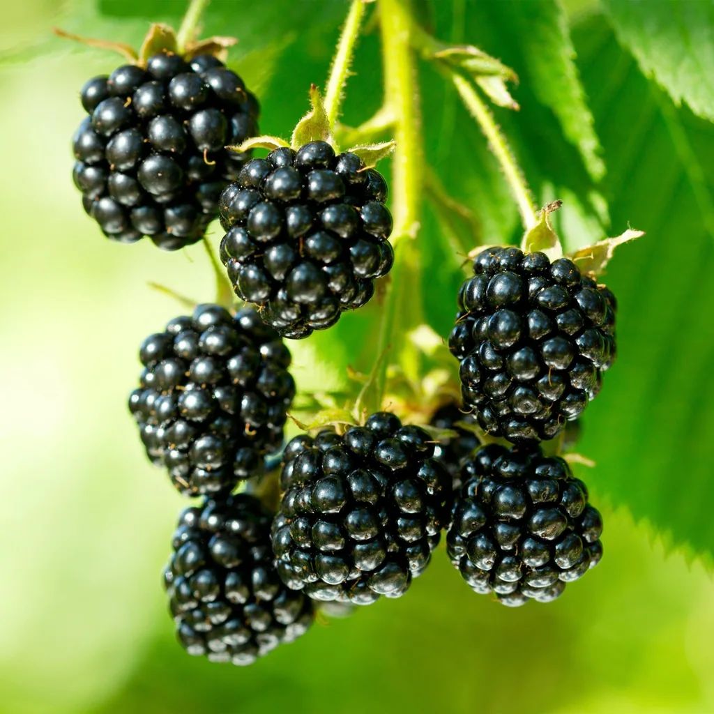 Brombeere 'Black Satin' 2er-Set (Rubus fruticosus) – winterharte Beerenobst-Pflanze, Topf-Ø 15 cm, Höhe ca. 50 cm