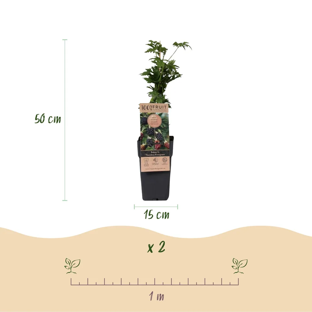 Brombeere 'Thornless Evergreen' 2er-Set (Rubus fruticosus) – winterharte Beerenobst-Pflanze, Topf-Ø 15 cm, Höhe ca. 50 cm