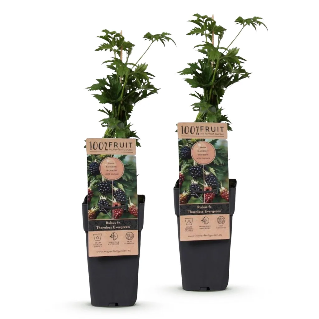 Brombeere 'Thornless Evergreen' 2er-Set (Rubus fruticosus) – winterharte Beerenobst-Pflanze, Topf-Ø 15 cm, Höhe ca. 50 cm