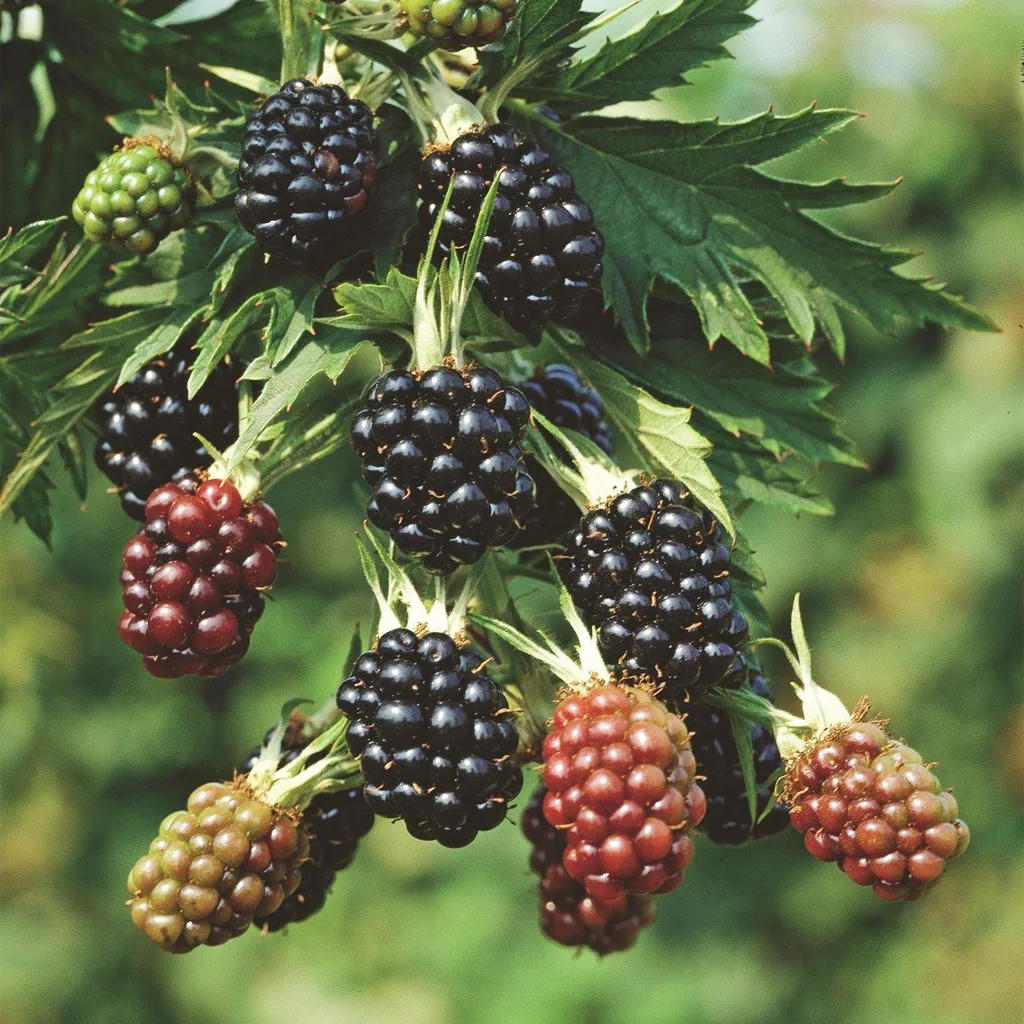 Brombeere 'Thornless Evergreen' 2er-Set (Rubus fruticosus) – winterharte Beerenobst-Pflanze, Topf-Ø 15 cm, Höhe ca. 50 cm