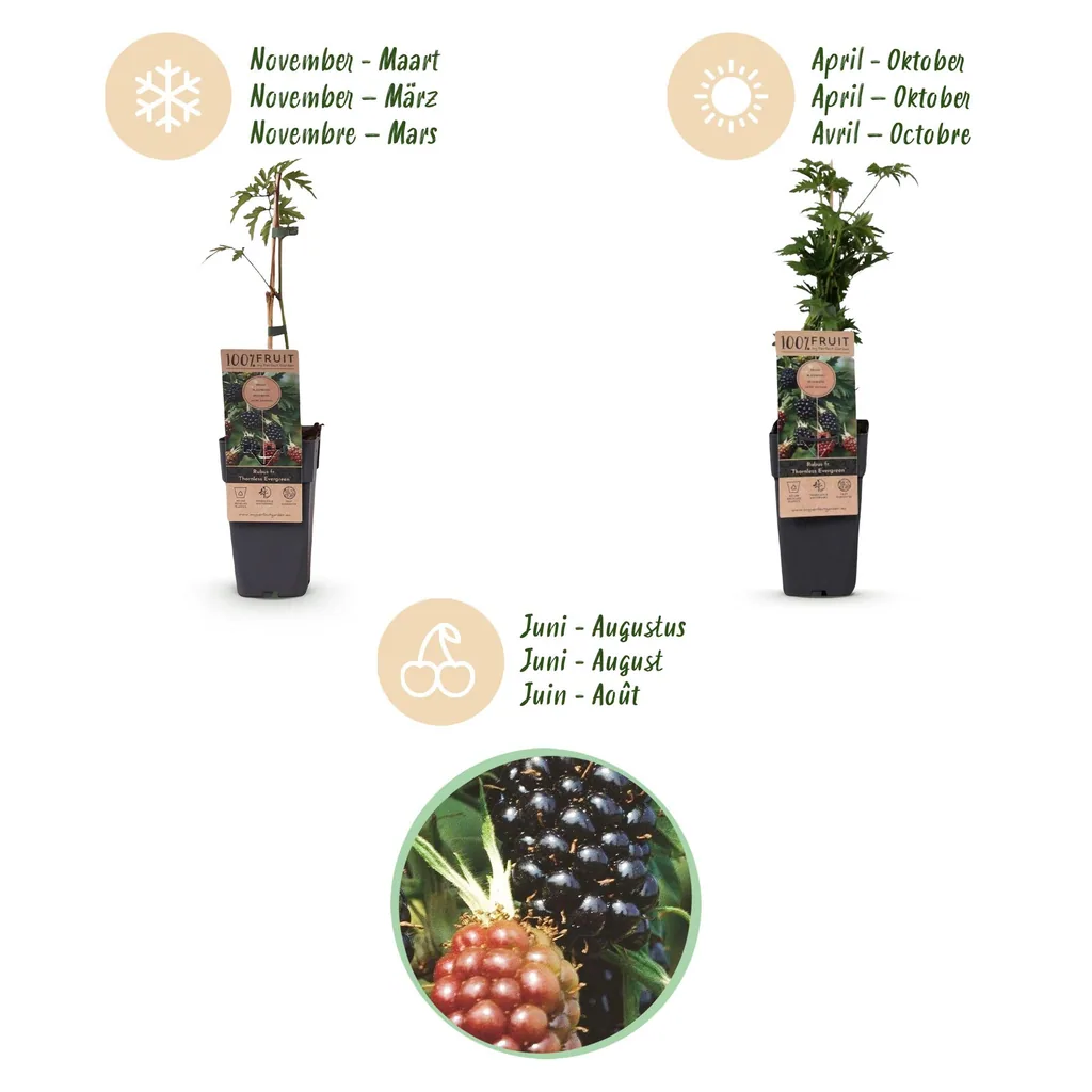 Brombeere 'Thornless Evergreen' 2er-Set (Rubus fruticosus) – winterharte Beerenobst-Pflanze, Topf-Ø 15 cm, Höhe ca. 50 cm