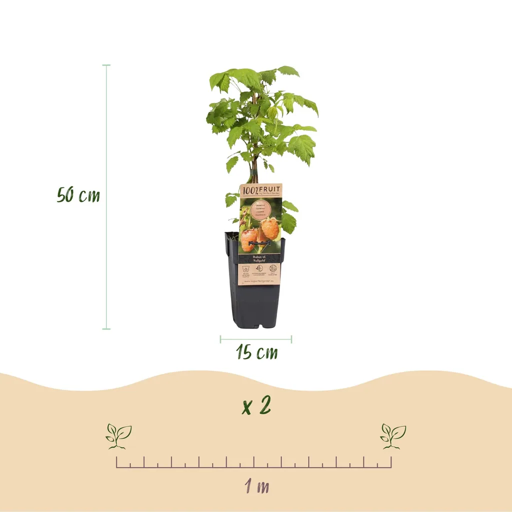 Himbeere 'Fallgold' 2er-Set (Rubus idaeus) – winterharte Beerenobst-Pflanze, Topf-Ø 15 cm, Höhe ca. 50 cm