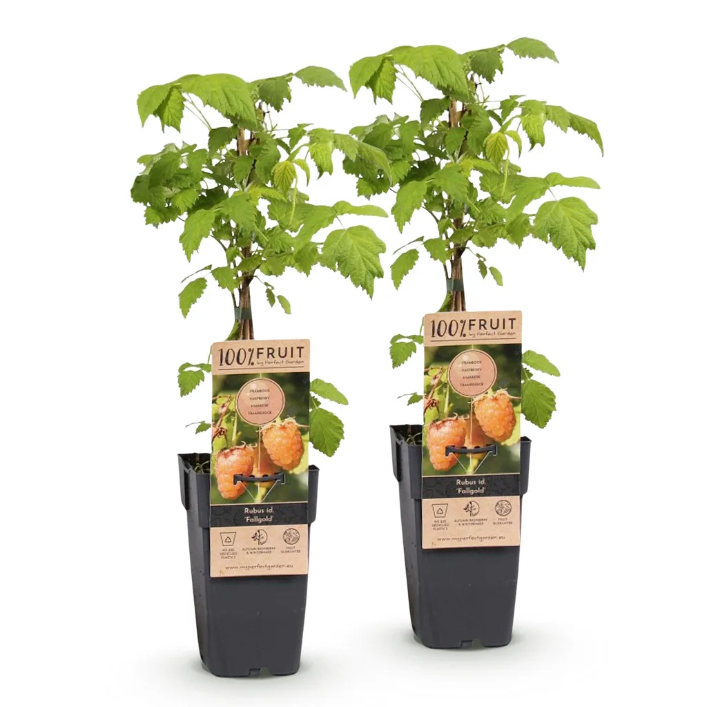 Himbeere 'Fallgold' 2er-Set (Rubus idaeus) – winterharte Beerenobst-Pflanze, Topf-Ø 15 cm, Höhe ca. 50 cm