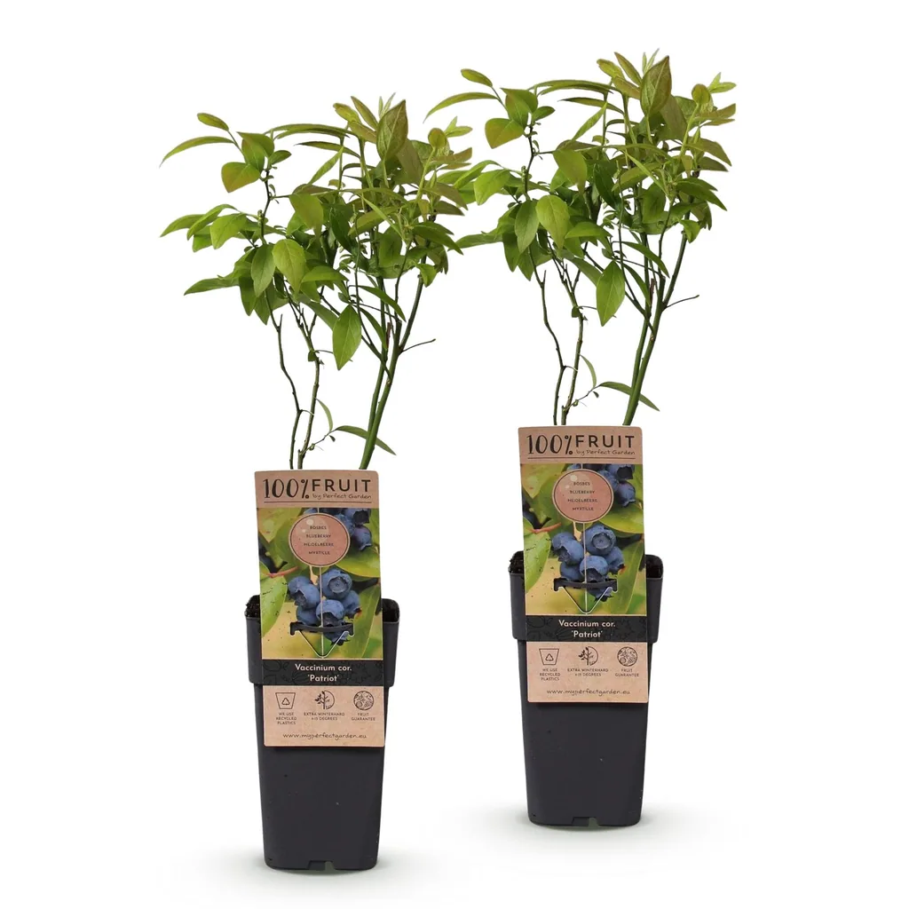 Heidelbeere 'Patriot' 2er-Set (Vaccinium corymbosum) – winterharte Beerenobst-Pflanze, Topf-Ø 15 cm, Höhe ca. 50 cm