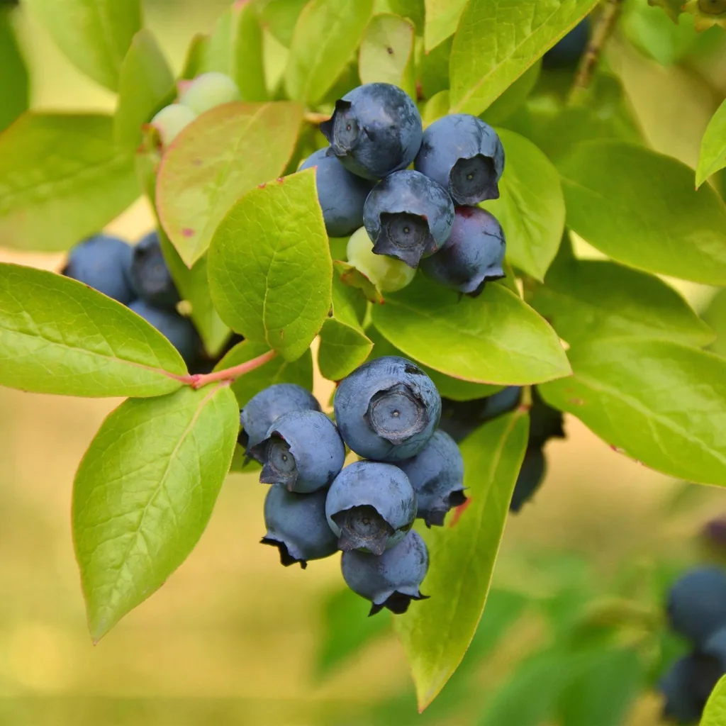 Heidelbeere 'Patriot' 2er-Set (Vaccinium corymbosum) – winterharte Beerenobst-Pflanze, Topf-Ø 15 cm, Höhe ca. 50 cm