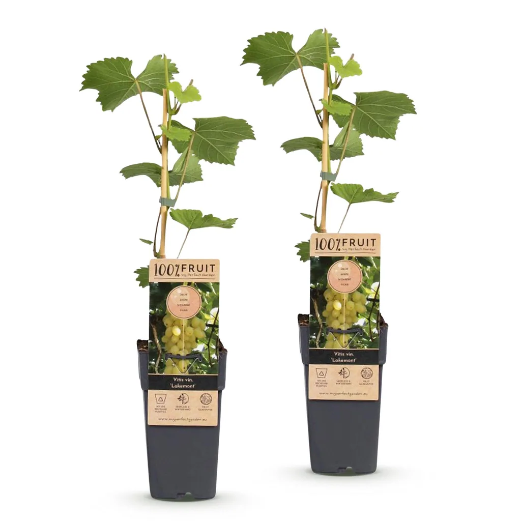 Weinrebe 'Lakemont' 2er-Set (Vitis vinifera) – winterharte Kletterpflanze, Topf-Ø 15 cm, Höhe ca. 50 cm