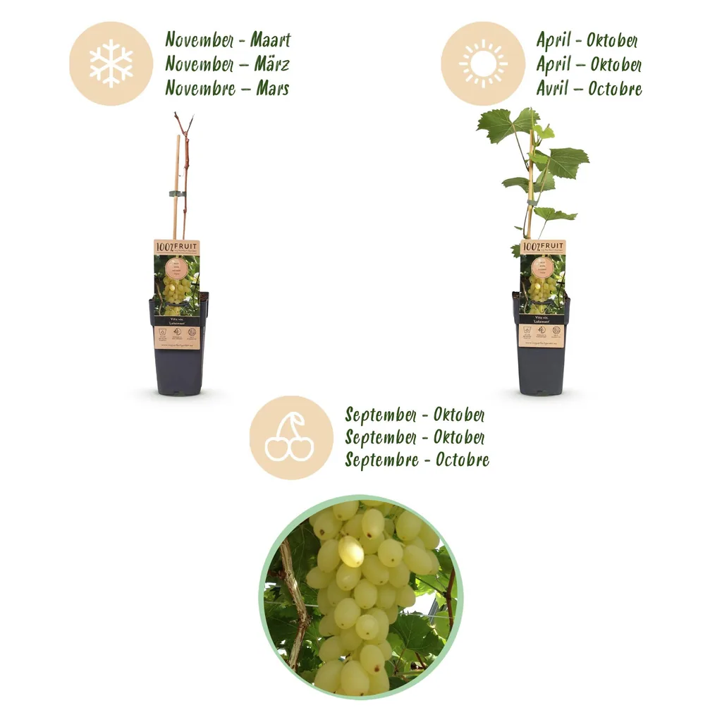 Weinrebe 'Lakemont' 2er-Set (Vitis vinifera) – winterharte Kletterpflanze, Topf-Ø 15 cm, Höhe ca. 50 cm