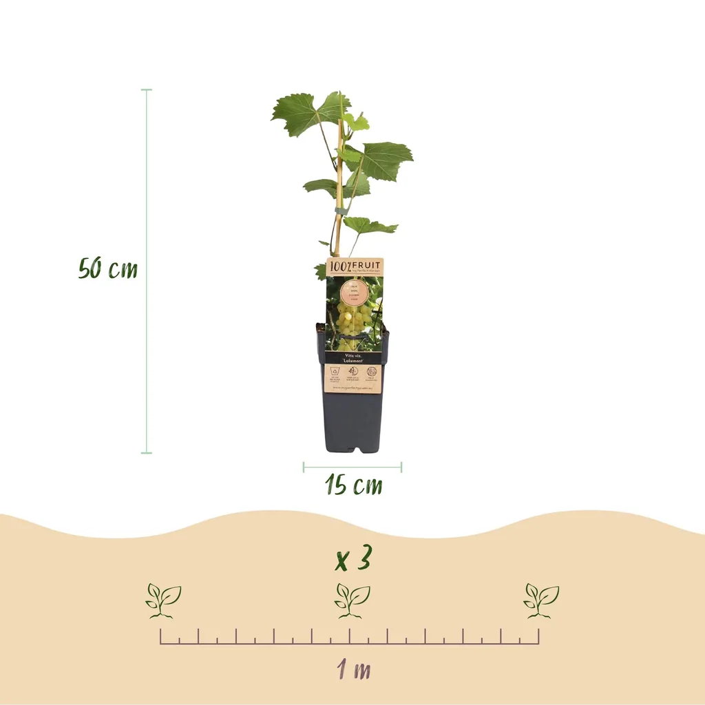 Weinrebe 'Lakemont' 2er-Set (Vitis vinifera) – winterharte Kletterpflanze, Topf-Ø 15 cm, Höhe ca. 50 cm