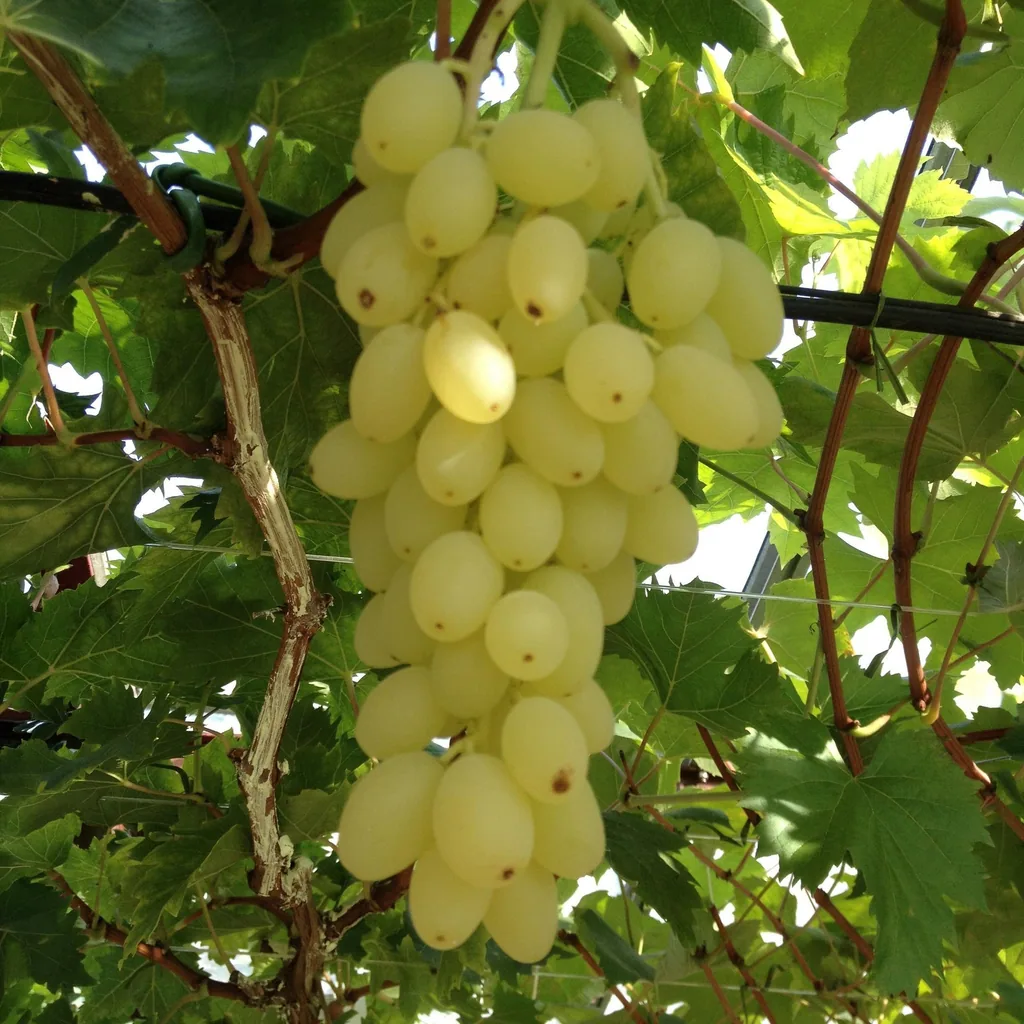 Weinrebe 'Lakemont' 2er-Set (Vitis vinifera) – winterharte Kletterpflanze, Topf-Ø 15 cm, Höhe ca. 50 cm