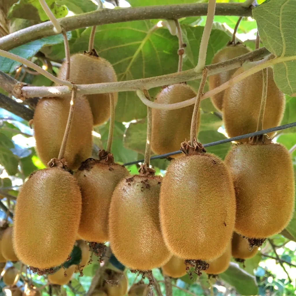 Kiwi 'Weiki & Hayward' 3er-Set (Actinidia) – winterharte Kletterpflanze, 1 männliche + 2 weibliche Pflanzen, Topf-Ø 15 cm, Höhe ca. 50 cm