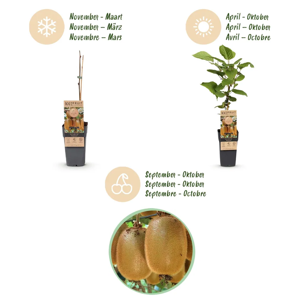 Kiwi 'Weiki & Hayward' 3er-Set (Actinidia) – winterharte Kletterpflanze, 1 männliche + 2 weibliche Pflanzen, Topf-Ø 15 cm, Höhe ca. 50 cm