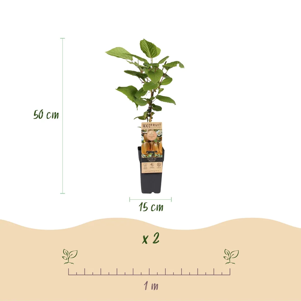 Kiwi 'Weiki & Hayward' 3er-Set (Actinidia) – winterharte Kletterpflanze, 1 männliche + 2 weibliche Pflanzen, Topf-Ø 15 cm, Höhe ca. 50 cm