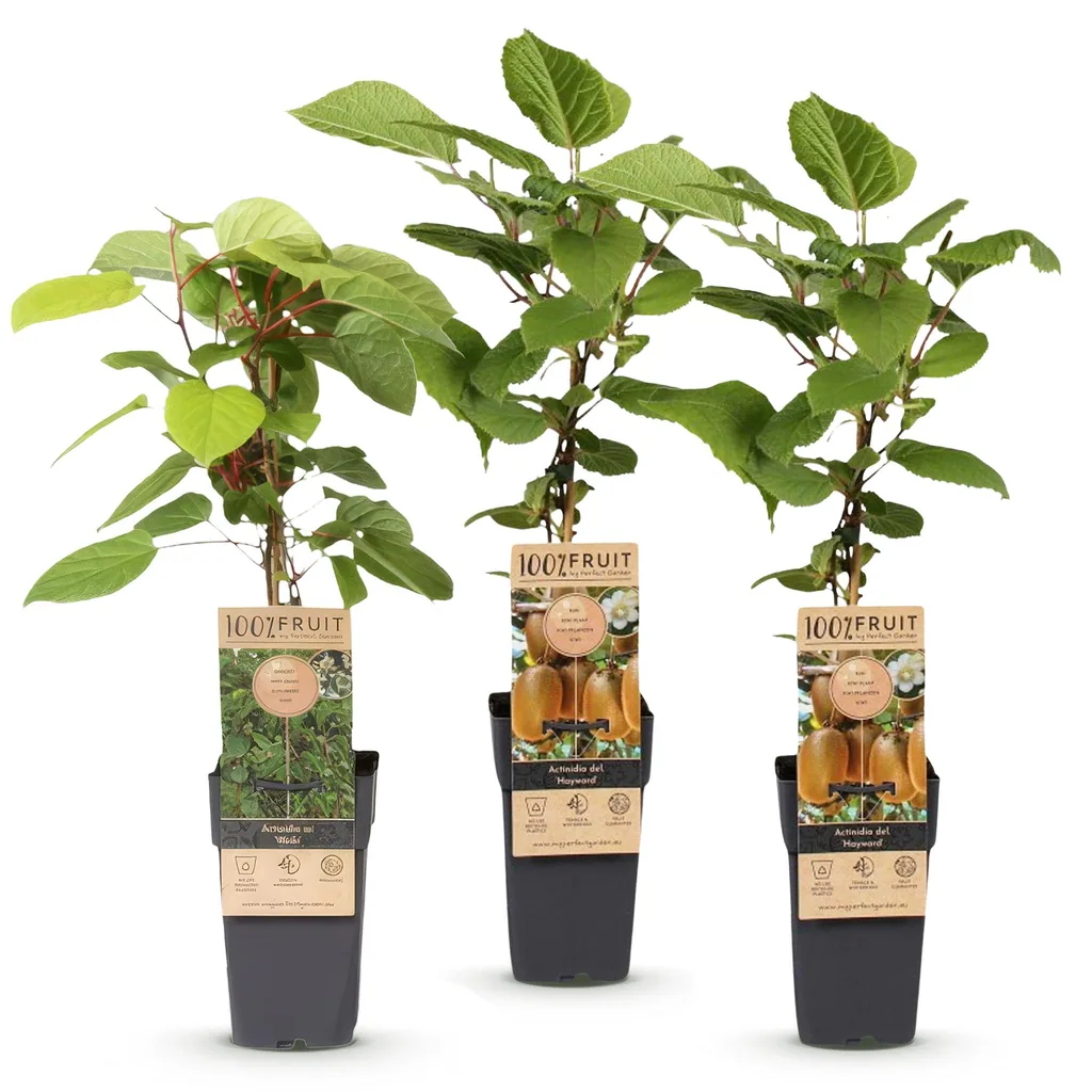 Kiwi 'Weiki & Hayward' 3er-Set (Actinidia) – winterharte Kletterpflanze, 1 männliche + 2 weibliche Pflanzen, Topf-Ø 15 cm, Höhe ca. 50 cm