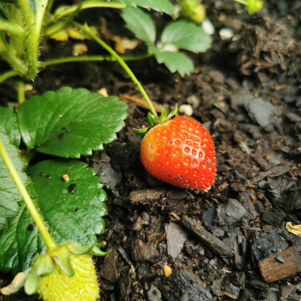 Erdbeere 6er-Set (Fragaria) – winterharte Beerenobst-Pflanze
