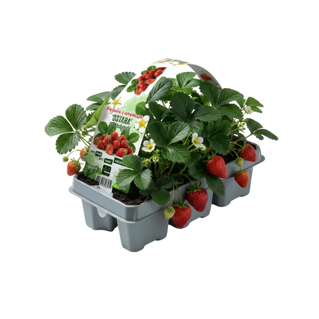 Erdbeere (Fragaria × ananassa) – winterharte Beerenobst-Pflanze