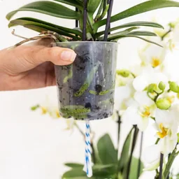 Kolibri Orchids | Weiße Lausanne Orchidee + roter Diabolo Übertopf | inkl. Gießdocht | Topf-Ø 9 cm | blühende Zimmerpflanze – frisch vom Züchter