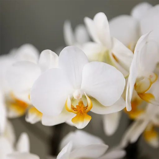 Kolibri Orchids | Weiße Lausanne Orchidee + roter Diabolo Übertopf | inkl. Gießdocht | Topf-Ø 9 cm | blühende Zimmerpflanze – frisch vom Züchter
