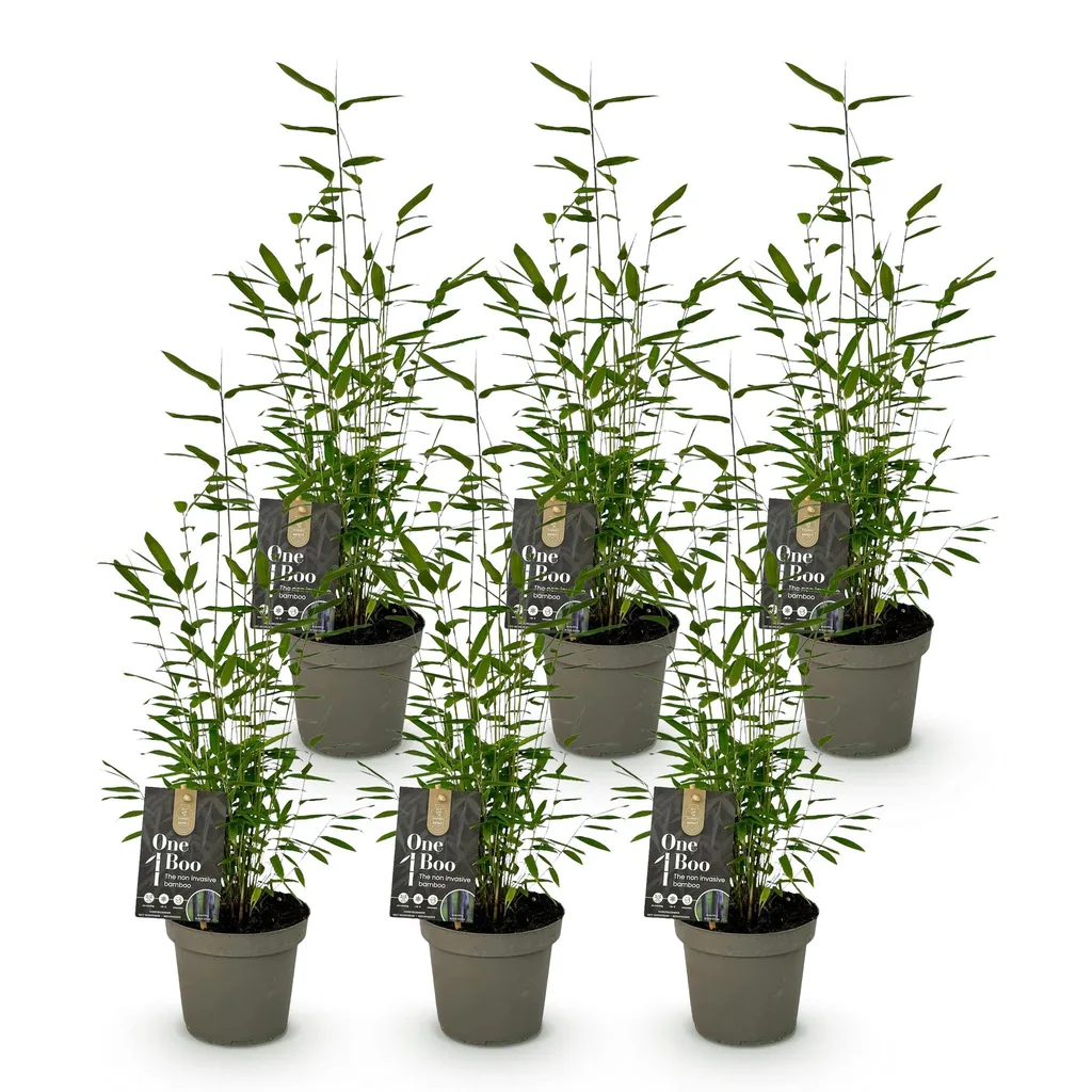 Gartenbambus 'Black Dragon' 6er-Set (Fargesia) – winterhartes Ziergras, Topf-Ø 14 cm, Höhe ca. 35 cm