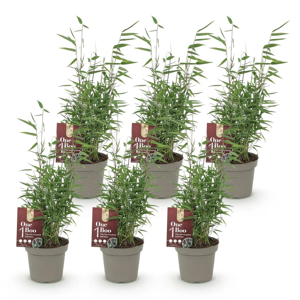 Gartenbambus 'Red Dragon' 6er-Set (Fargesia) – winterhartes Ziergras, Topf-Ø 14 cm, Höhe ca. 35 cm