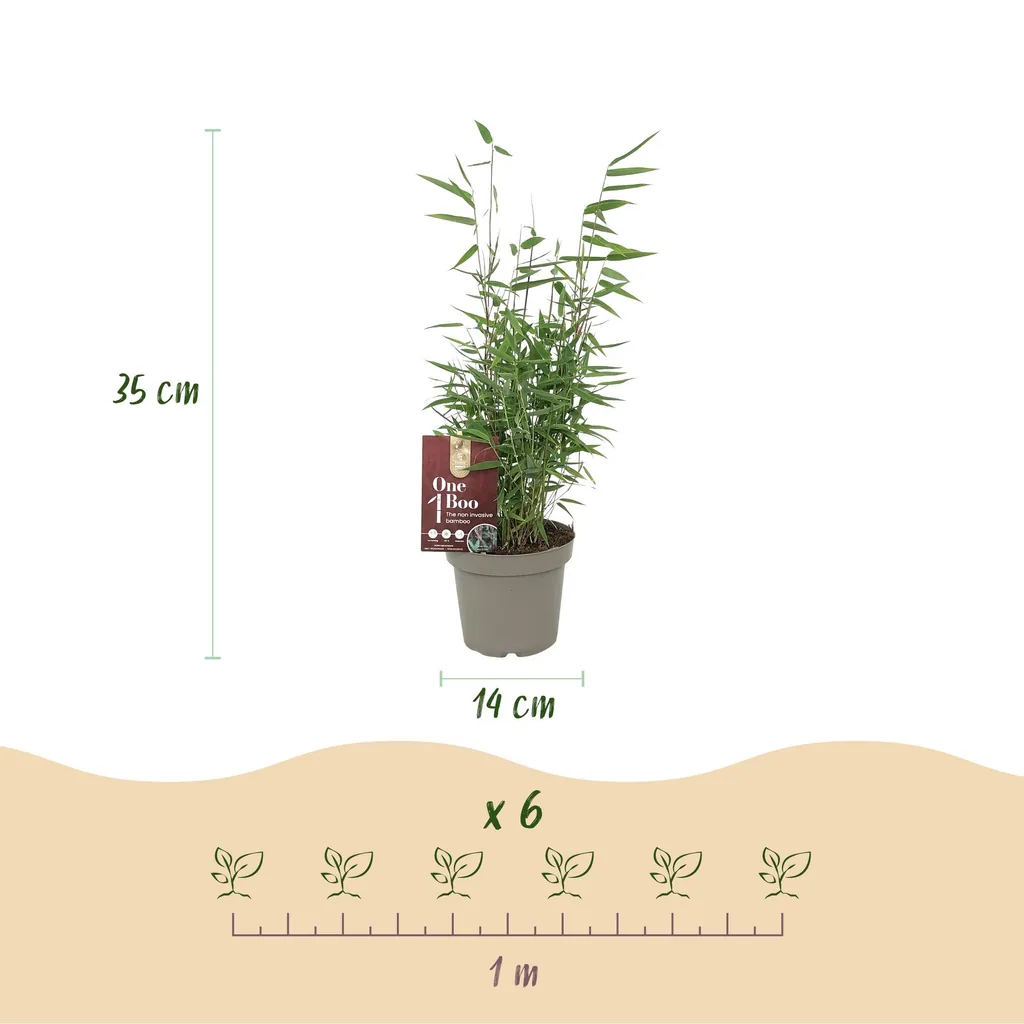 Gartenbambus 'Red Dragon' 6er-Set (Fargesia) – winterhartes Ziergras, Topf-Ø 14 cm, Höhe ca. 35 cm