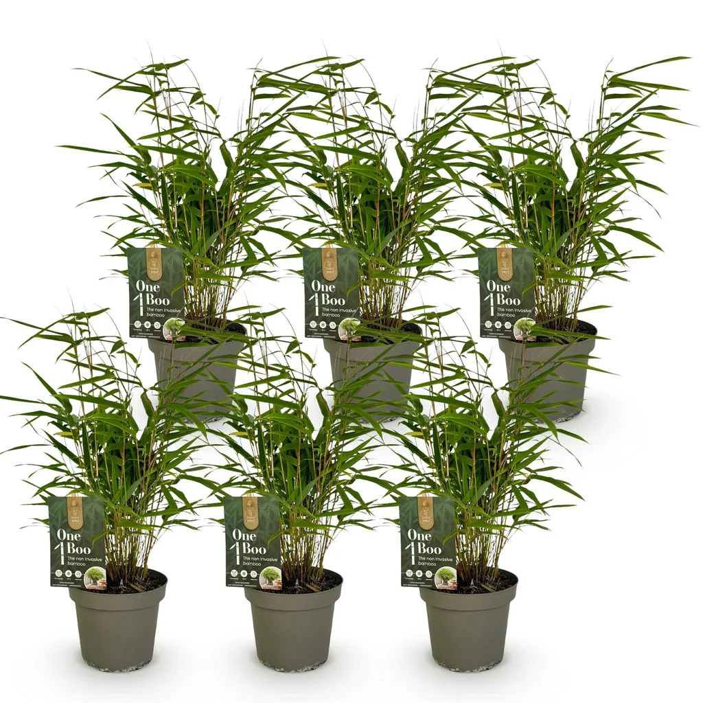 Schirmbambus 6er-Set (Fargesia rufa) – winterhartes Ziergras, Topf-Ø 14 cm, Höhe ca. 35 cm