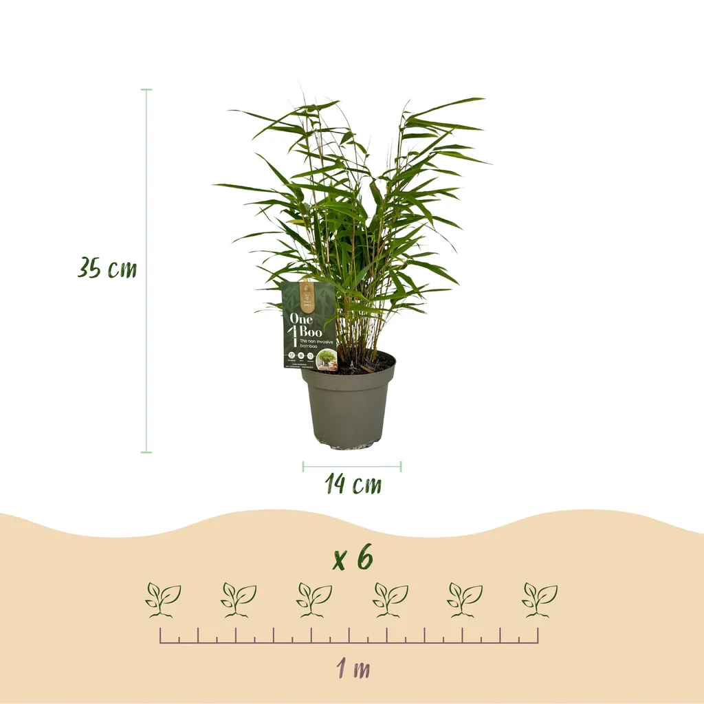 Schirmbambus 6er-Set (Fargesia rufa) – winterhartes Ziergras, Topf-Ø 14 cm, Höhe ca. 35 cm