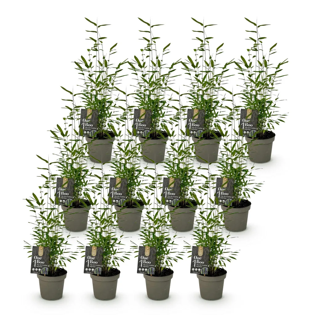 Gartenbambus 'Black Dragon' 12er-Set (Fargesia) – winterhartes Ziergras, Topf-Ø 14 cm, Höhe ca. 35 cm