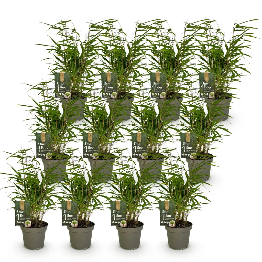 Schirmbambus 12er-Set (Fargesia rufa) – winterhartes Ziergras, Topf-Ø 14 cm, Höhe ca. 35 cm