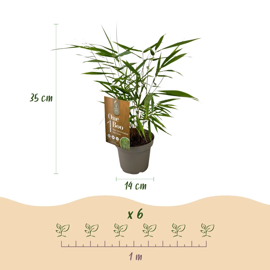 Schirmbambus 'Asian Wonder' 12er-Set (Fargesia) – winterharter Bambus, Topf-Ø 14 cm, Höhe ca. 35 cm