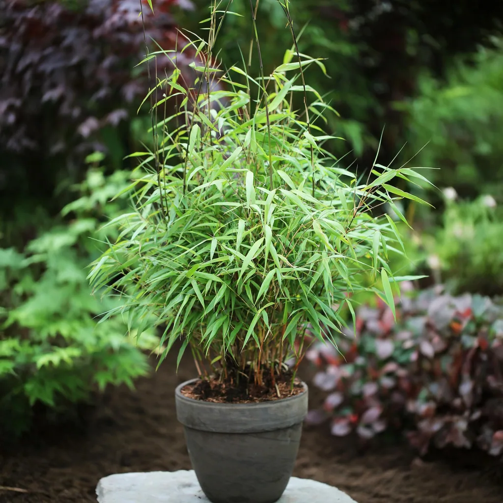 Schirmbambus 'Asian Wonder' 12er-Set (Fargesia) – winterharter Bambus, Topf-Ø 14 cm, Höhe ca. 35 cm