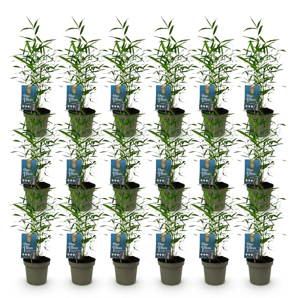 Gartenbambus 'Blue Dragon' 18er-Set (Fargesia) – winterhartes Ziergras, Topf-Ø 14 cm, Höhe ca. 35 cm
