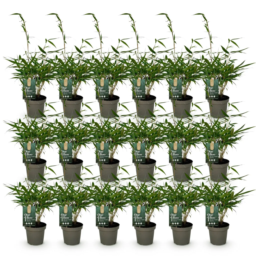 Schirmbambus 'Pingwu' 18er-Set (Fargesia robusta) – winterhartes Ziergras, Topf-Ø 14 cm, Höhe ca. 35 cm