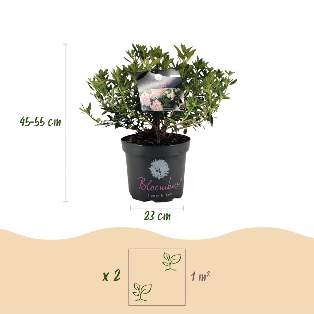 Rhododendron 'Bloombux Light Pink' (Rhododendron) – winterharter Blütenstrauch, Topf-Ø 23 cm, Höhe ca. 45–55 cm