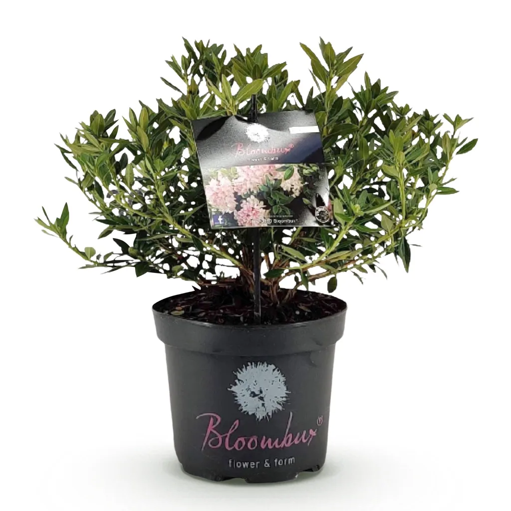 Rhododendron 'Bloombux Light Pink' (Rhododendron) – winterharter Blütenstrauch, Topf-Ø 23 cm, Höhe ca. 45–55 cm