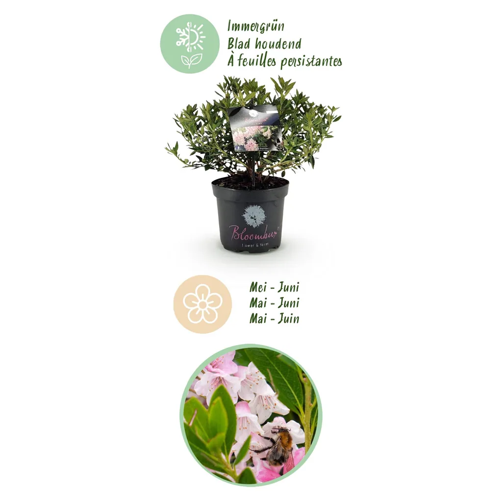 Rhododendron 'Bloombux Light Pink' (Rhododendron) – winterharter Blütenstrauch, Topf-Ø 23 cm, Höhe ca. 45–55 cm