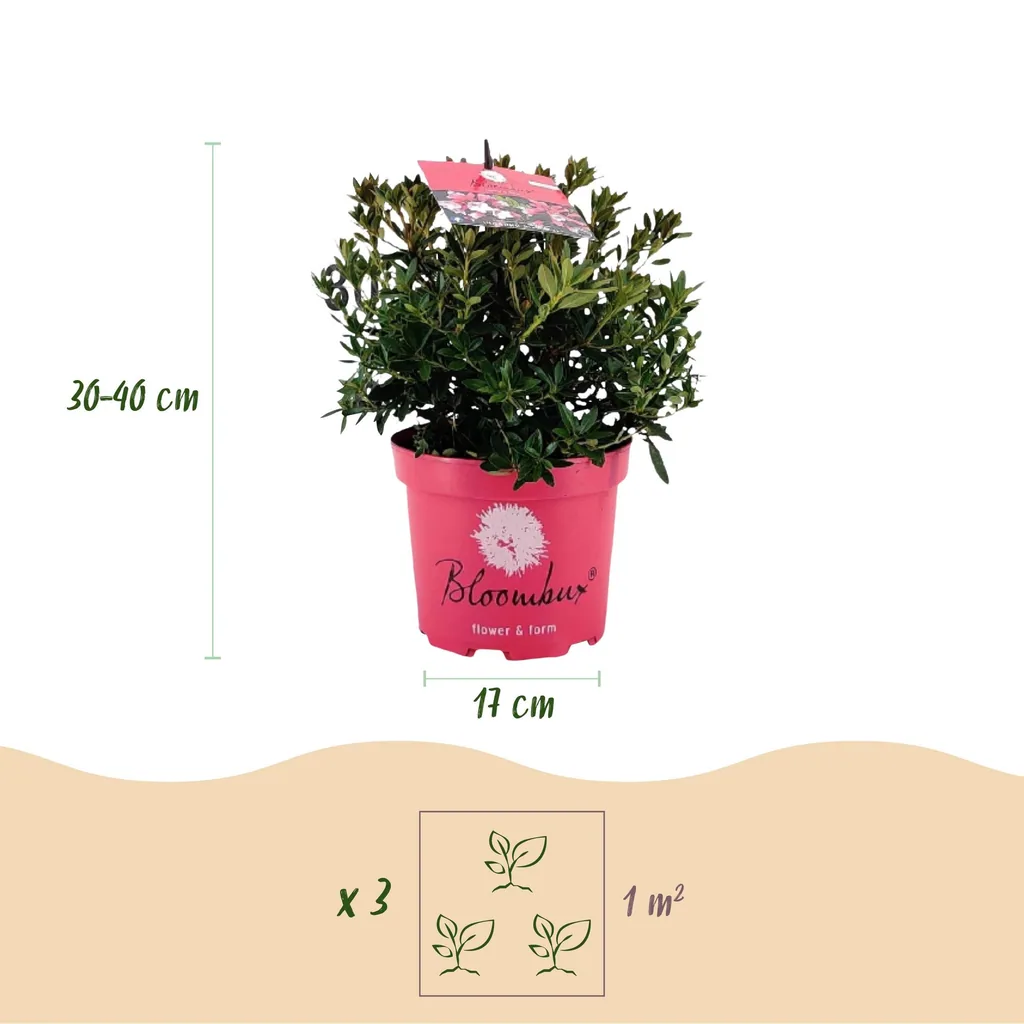Rhododendron 'Bloombux Magenta' (Rhododendron) – winterharter Blütenstrauch, Höhe ca. 30–40 cm