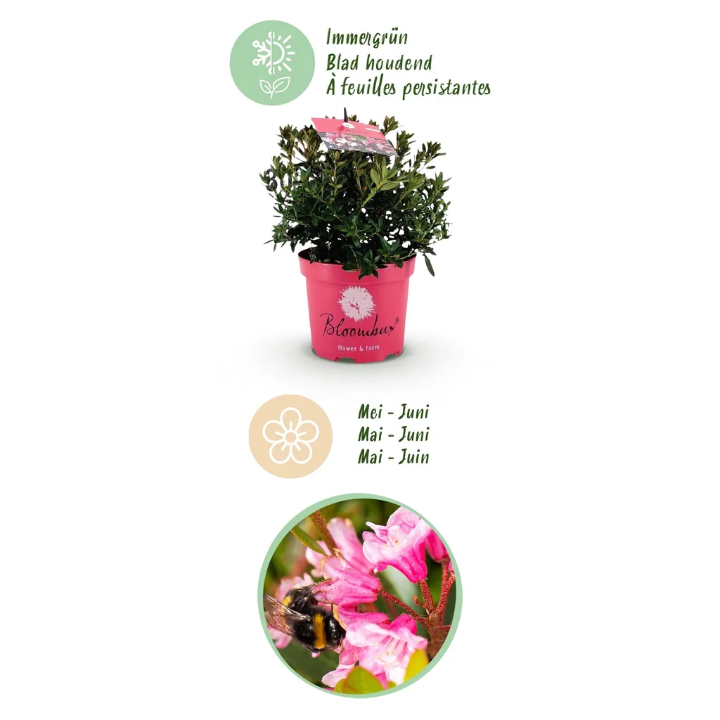 Rhododendron 'Bloombux Magenta' (Rhododendron) – winterharter Blütenstrauch, Höhe ca. 30–40 cm
