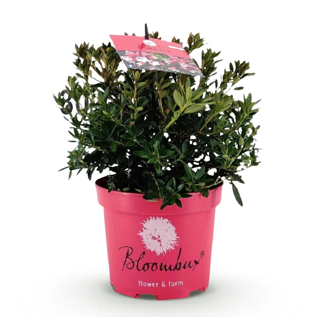 Rhododendron 'Bloombux Magenta' (Rhododendron) – winterharter Blütenstrauch, Höhe ca. 30–40 cm