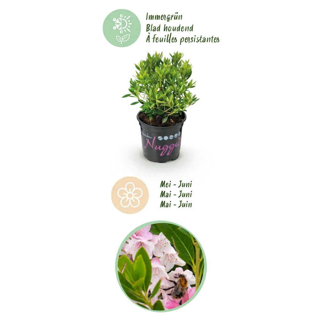 Rhododendron 'Bloombux Light Pink' 3er-Set (Rhododendron) – winterharter Blütenstrauch, Topf-Ø 10,5 cm, Höhe ca. 20–25 cm