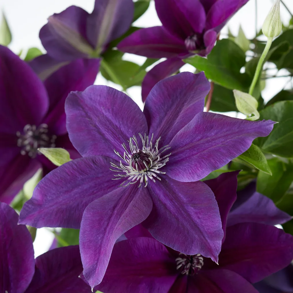 Waldrebe 'Masa & Bernadine' (Clematis) – winterharte Kletterpflanze, zwei Sorten in einem Topf, Topf-Ø 23 cm