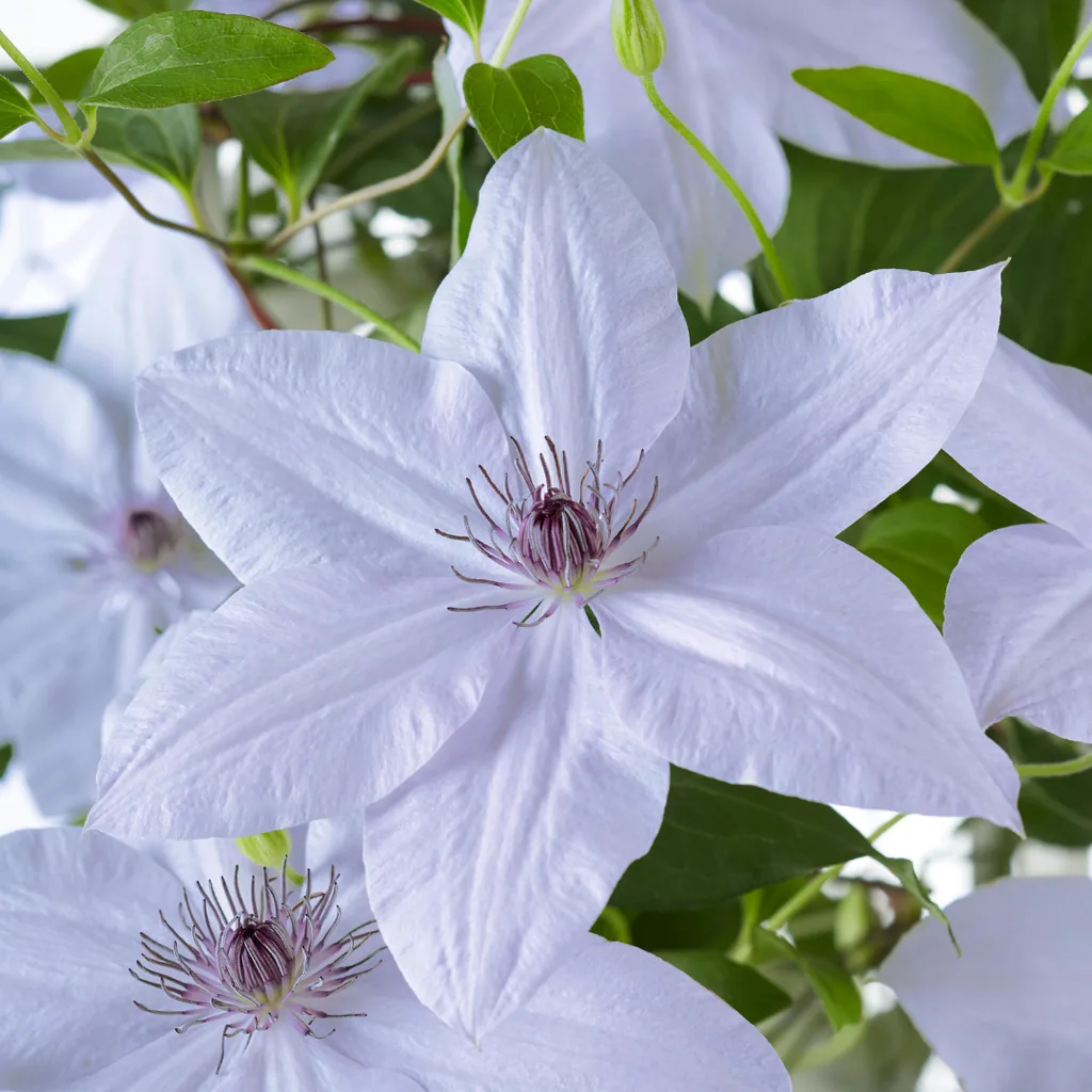 Waldrebe 'Masa & Bernadine' (Clematis) – winterharte Kletterpflanze, zwei Sorten in einem Topf, Topf-Ø 23 cm