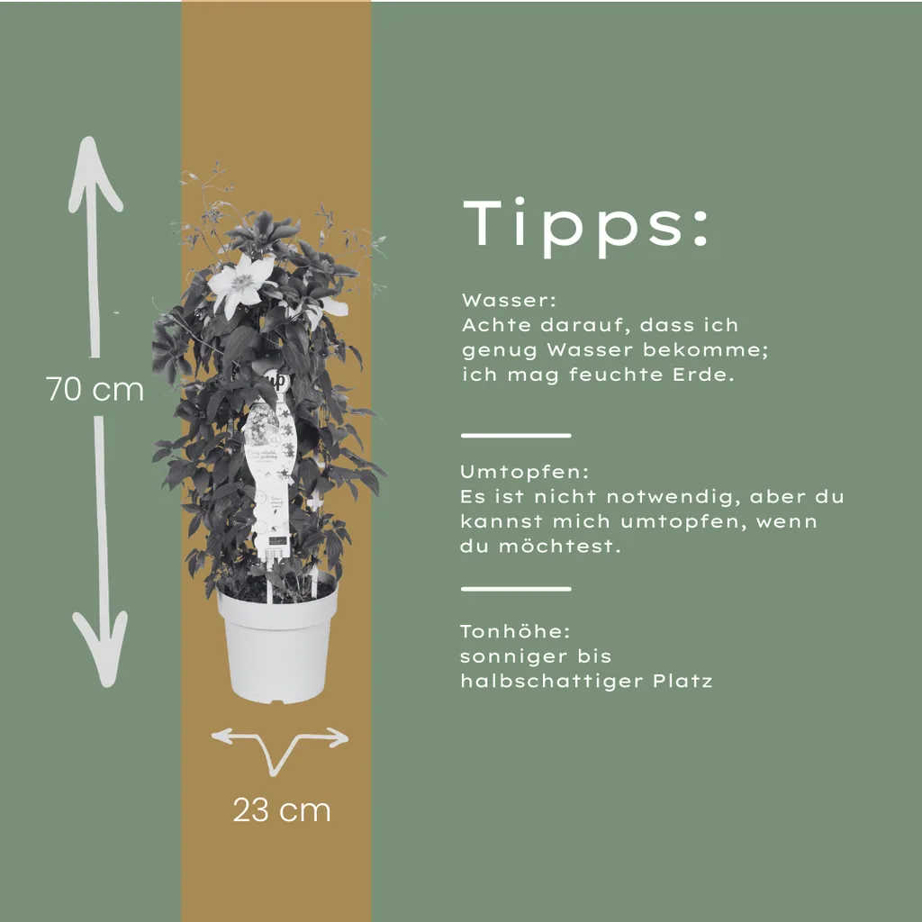 Waldrebe 'Masa & Bernadine' (Clematis) – winterharte Kletterpflanze, zwei Sorten in einem Topf, Topf-Ø 23 cm