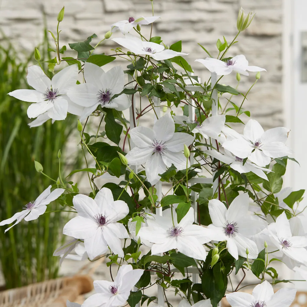 Waldrebe 'Garland Tsukiko' (Clematis) – winterharte Kletterpflanze