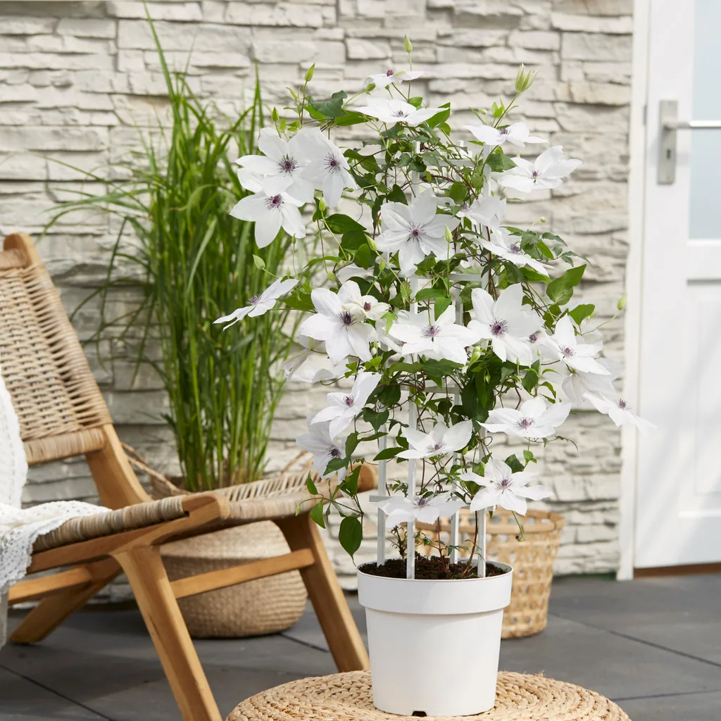 Waldrebe 'Garland Tsukiko' (Clematis) – winterharte Kletterpflanze